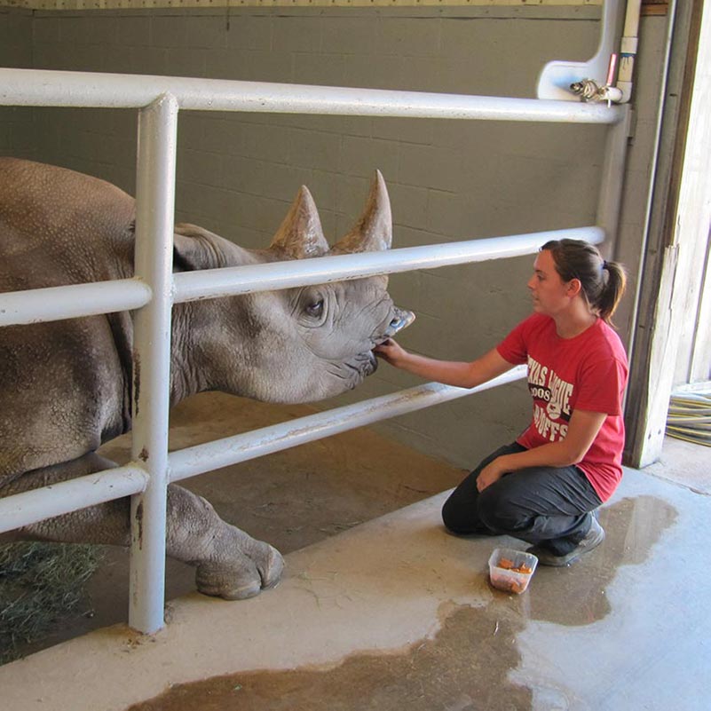 rhino-focus