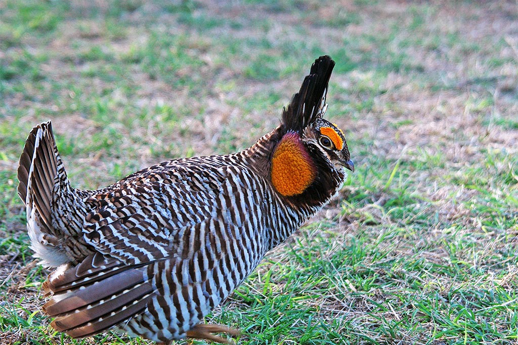 Attwater’s Prairie Chicken Fossil Rim Wildlife Center