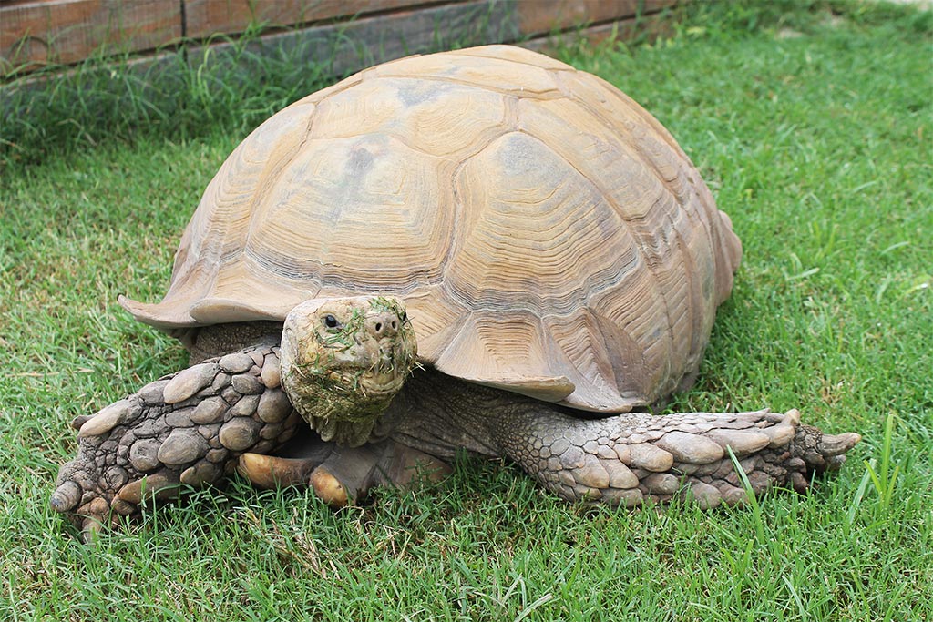 African Spurred Tortoise Fossil Rim Wildlife Center