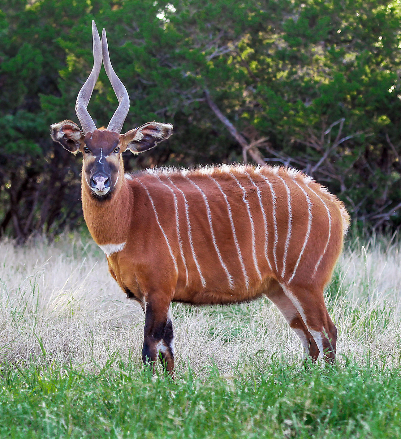 Mountain Bongo Fossil Rim Wildlife Center