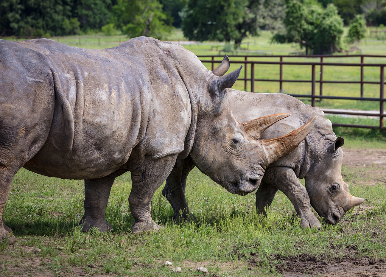 white rhinoceros social behavior