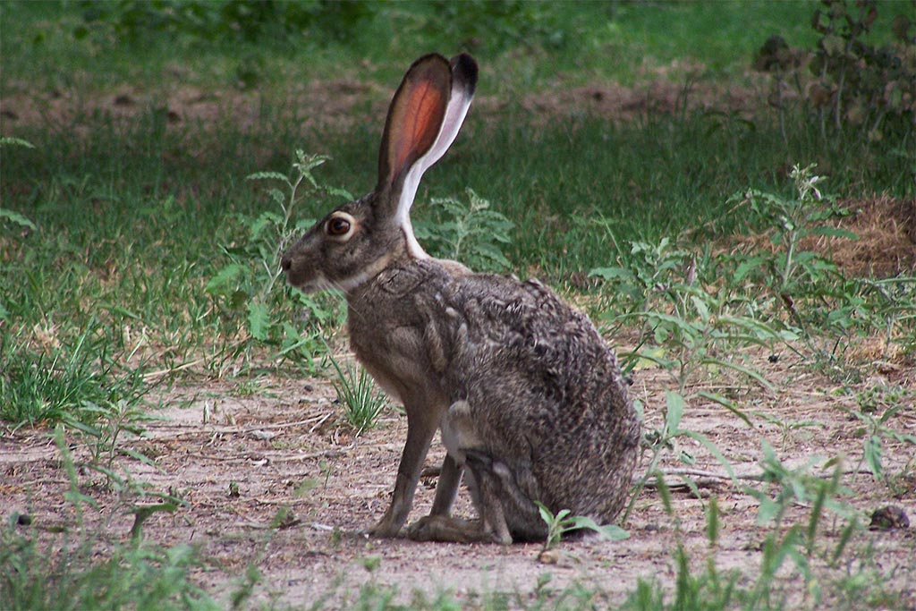 black tailed jackrabbit fossil rim wildlife center black tailed jackrabbit fossil rim