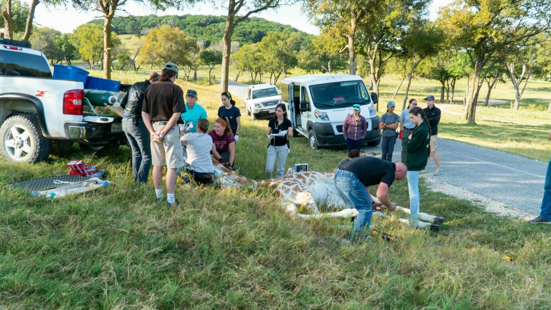 Many animal health and animal care staff working on a giraffe laying down on the ground under anesthesia during a routine hooftrim.