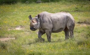 ＊ Rino ＊ 03-06-2024rC-103.jpg?strip=1&w=640