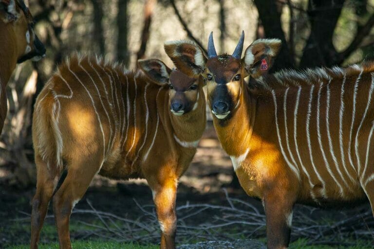 Eastern Mountain Bongo - Fossil Rim Wildlife Center