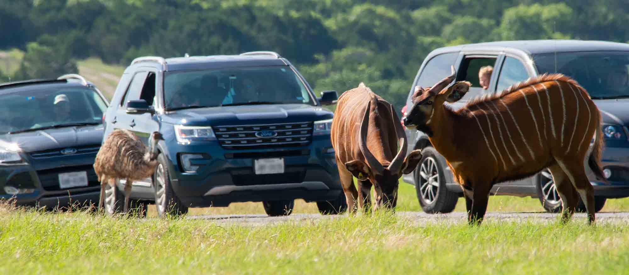 Fossil Rim 道路交通规定 - Fossil Rim Wildlife Center