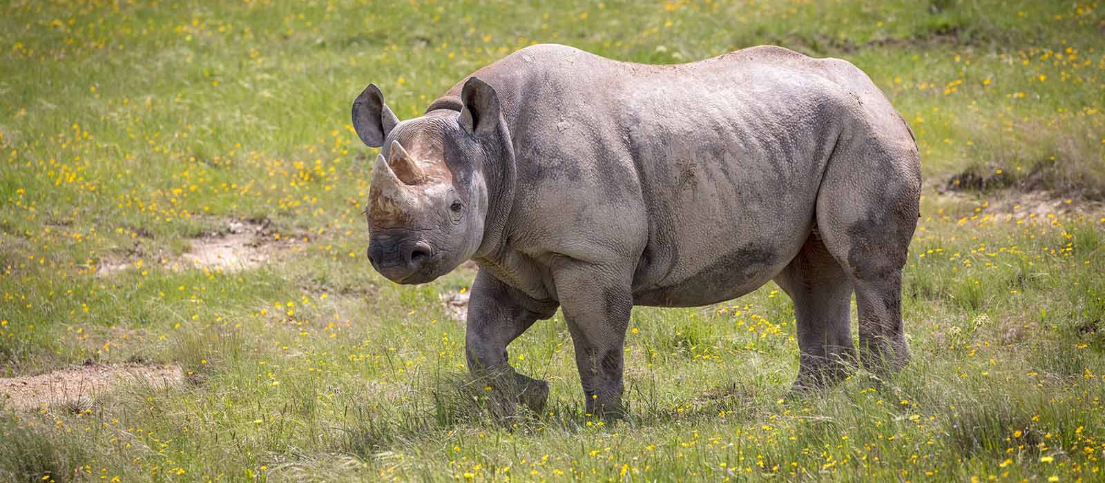 South Central Black Rhino - Fossil Rim Wildlife Center