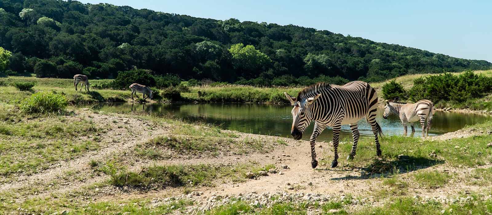 Hartmann's Mountain Zebra - Fossil Rim Wildlife Center