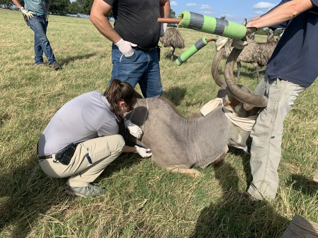 97018304-EF4F-44A5-B5D8-BDAA50D2807D Student Rachel Conway takes the heart rate of an anesthetized kudu bull. While one animal care staff member holds the horns and another stands by ready is assistance is needed. In the background you can see a staff member and emus.