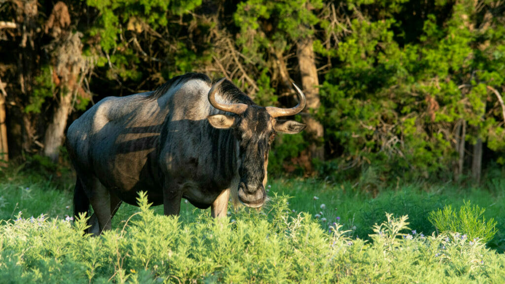 Why Do Migrations Matter? - Fossil Rim Wildlife Center