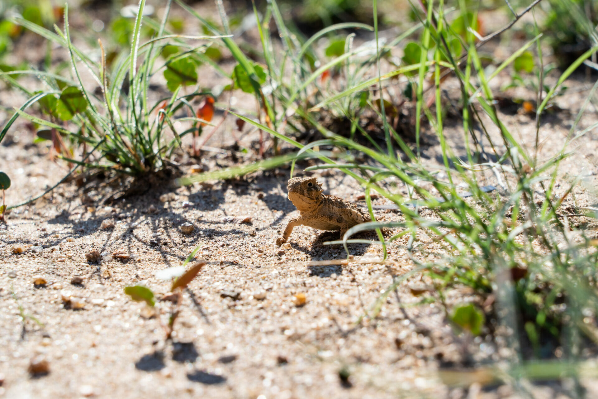DSC00942 A juvenile Texas horned lizard is standing on the sand looking at the photographer.