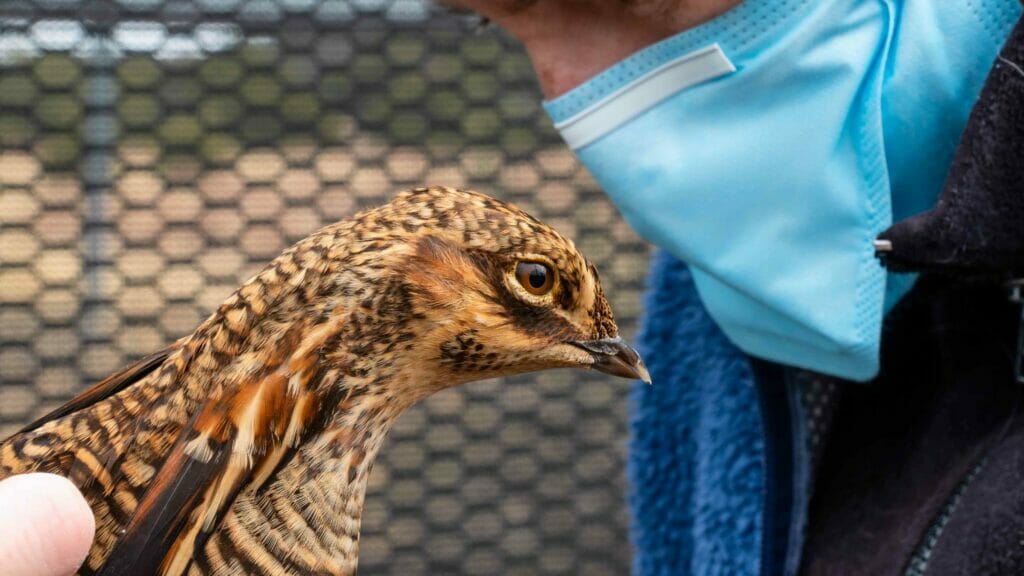 How You Helped Wildlife in 2022 - Fossil Rim Wildlife Center