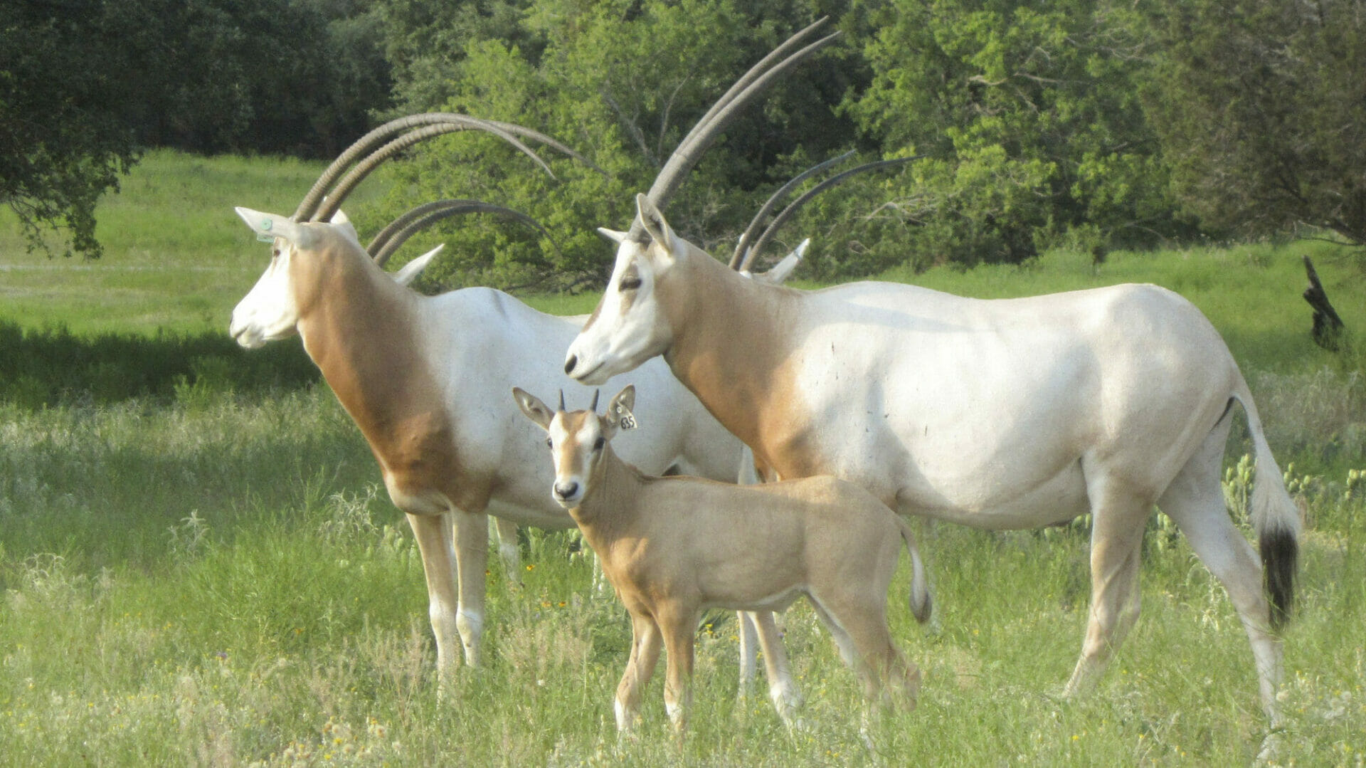 Calf is 32 days old; part of Kristen's photo-ageing study contributions