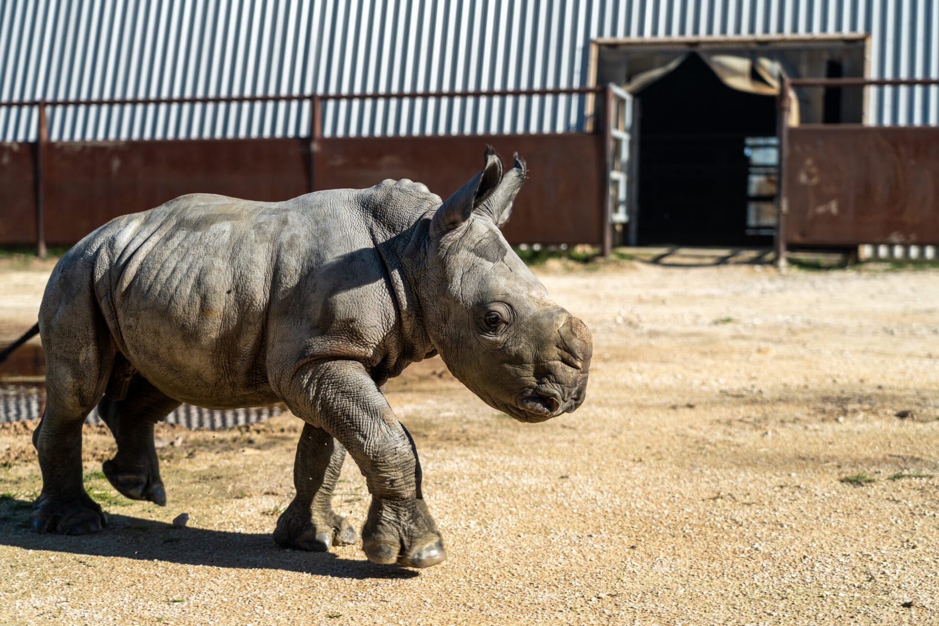 Baby Rhino Tour - Fossil Rim Wildlife Center