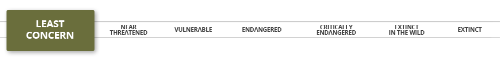 iucn-least-concern