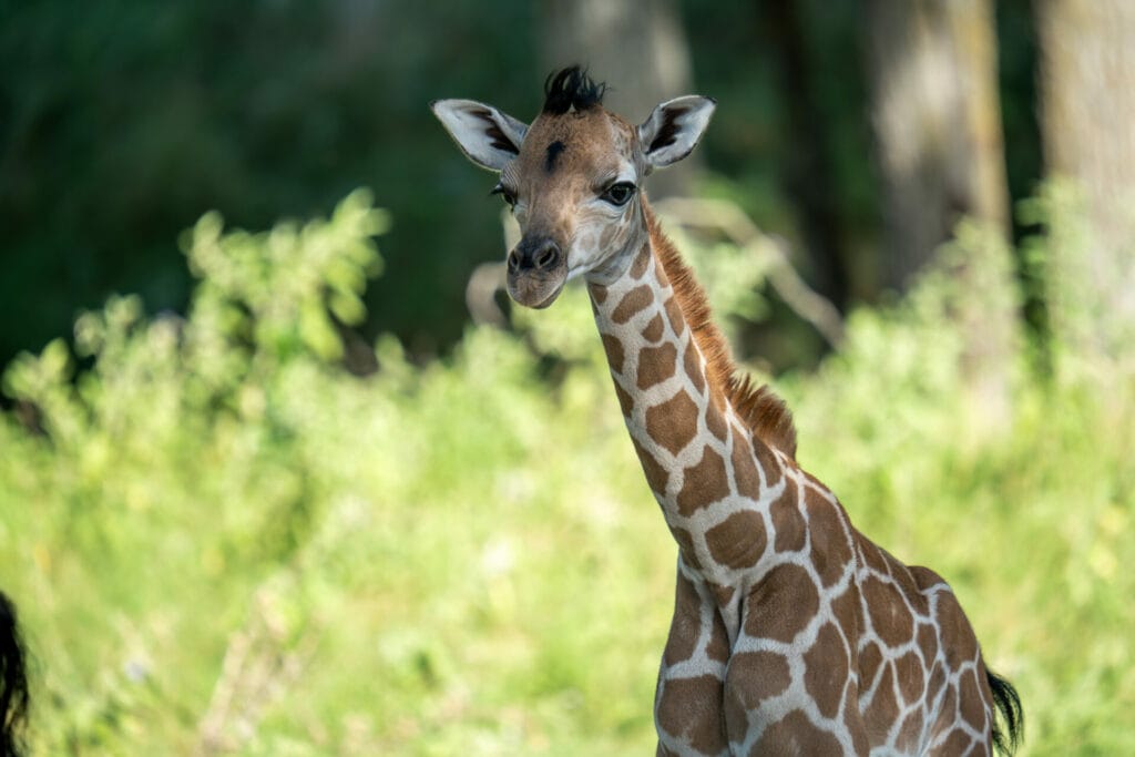Brand New Baby - Fossil Rim Wildlife Center