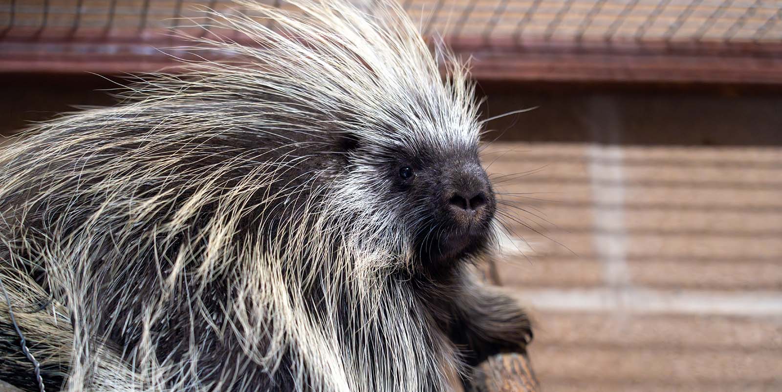 North American Porcupine - Fossil Rim Wildlife Center