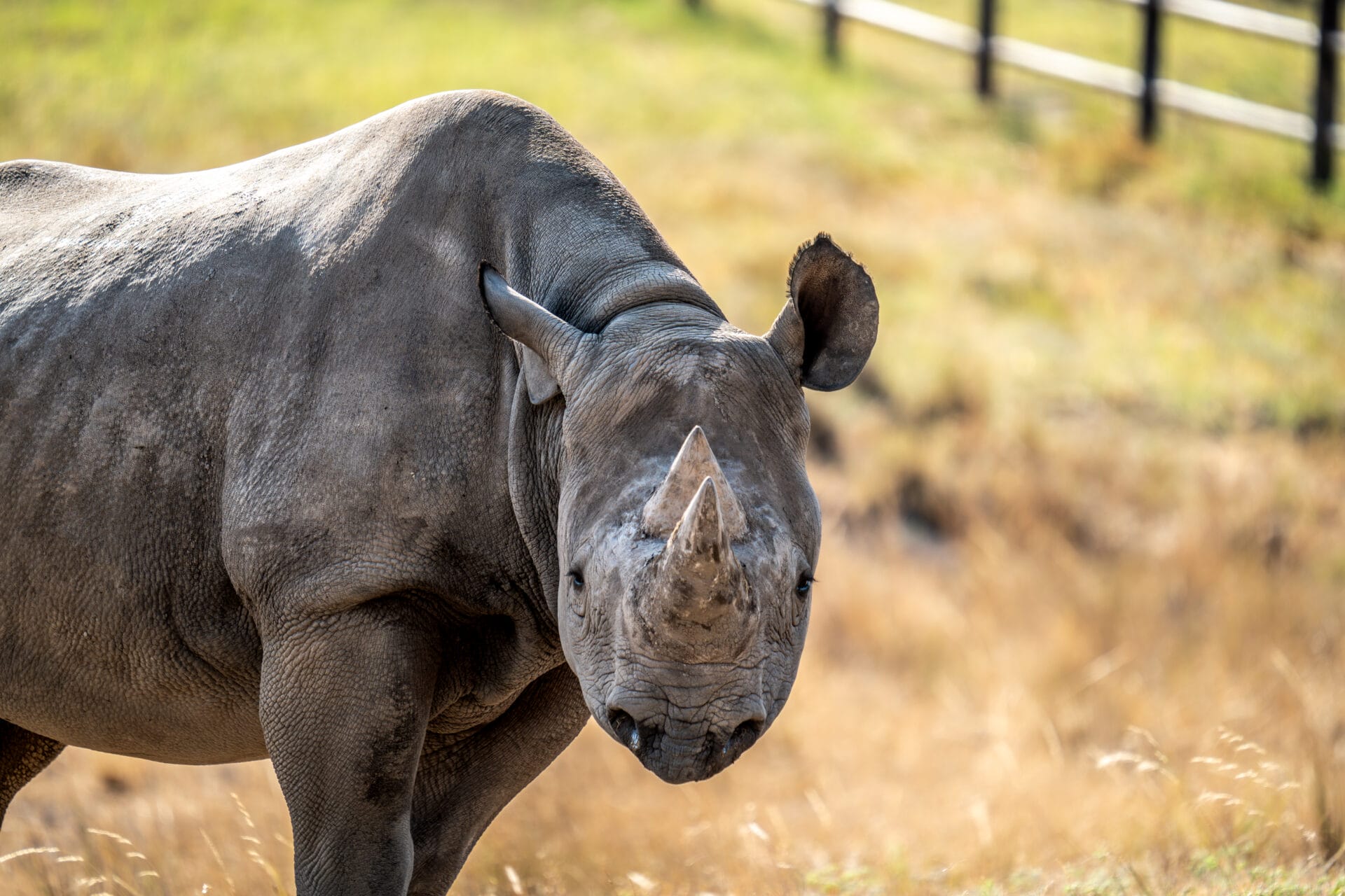 DSC05234-Enhanced-NR