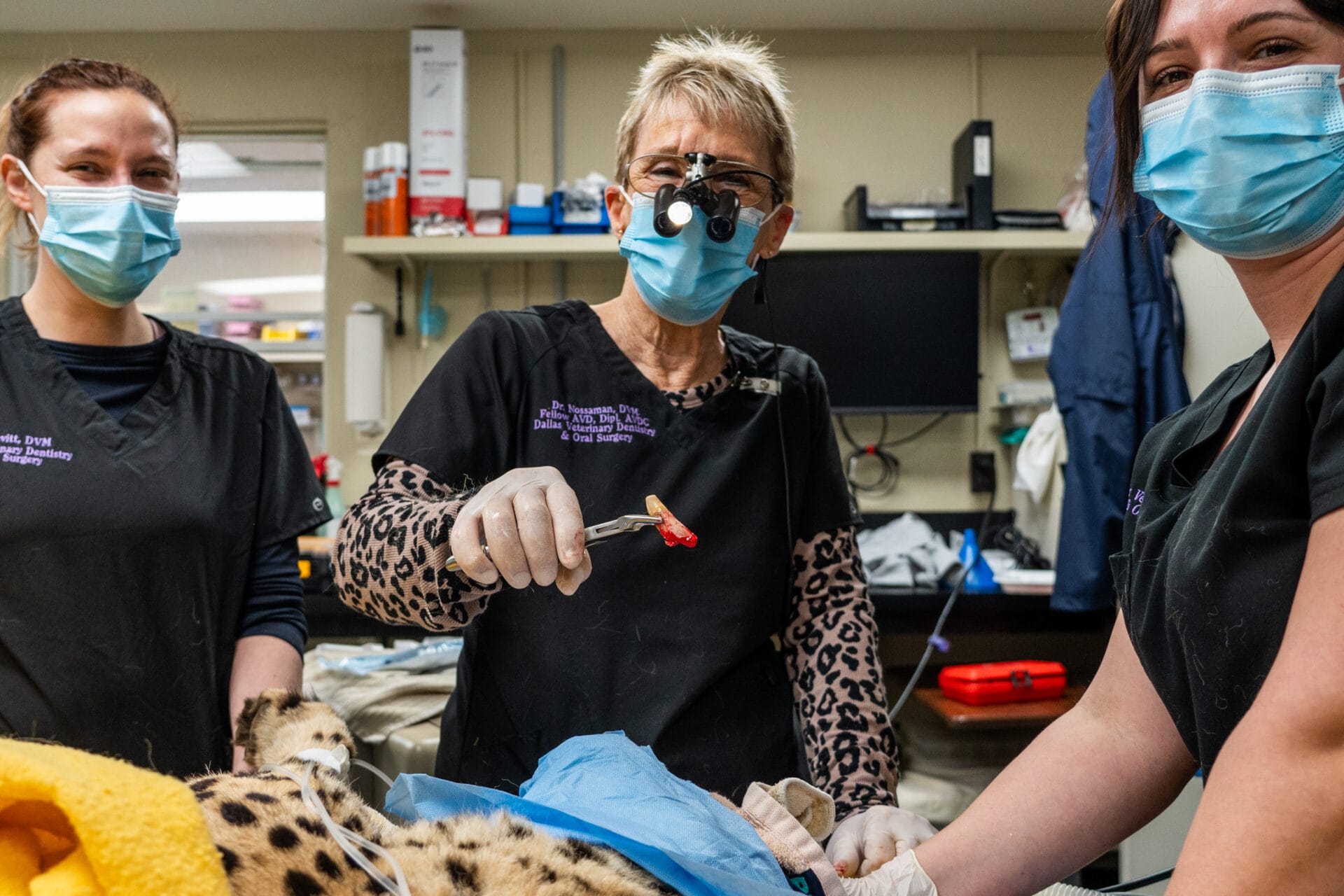 Veterinarians and Animal Health staff surgically removing a broken tooth from a Cheetah.
