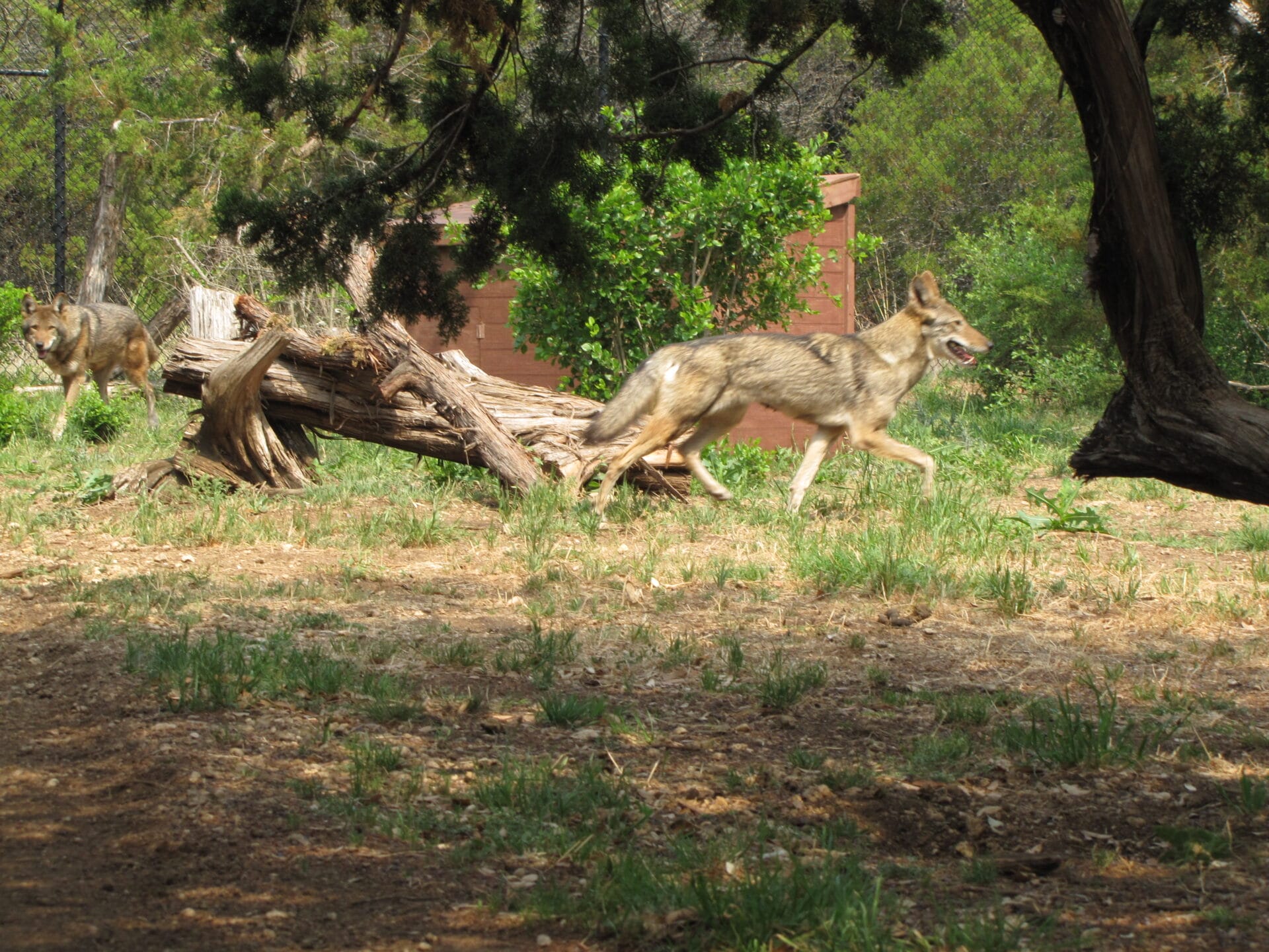 Conserving America's Only Endemic Wolf - Fossil Rim Wildlife Center