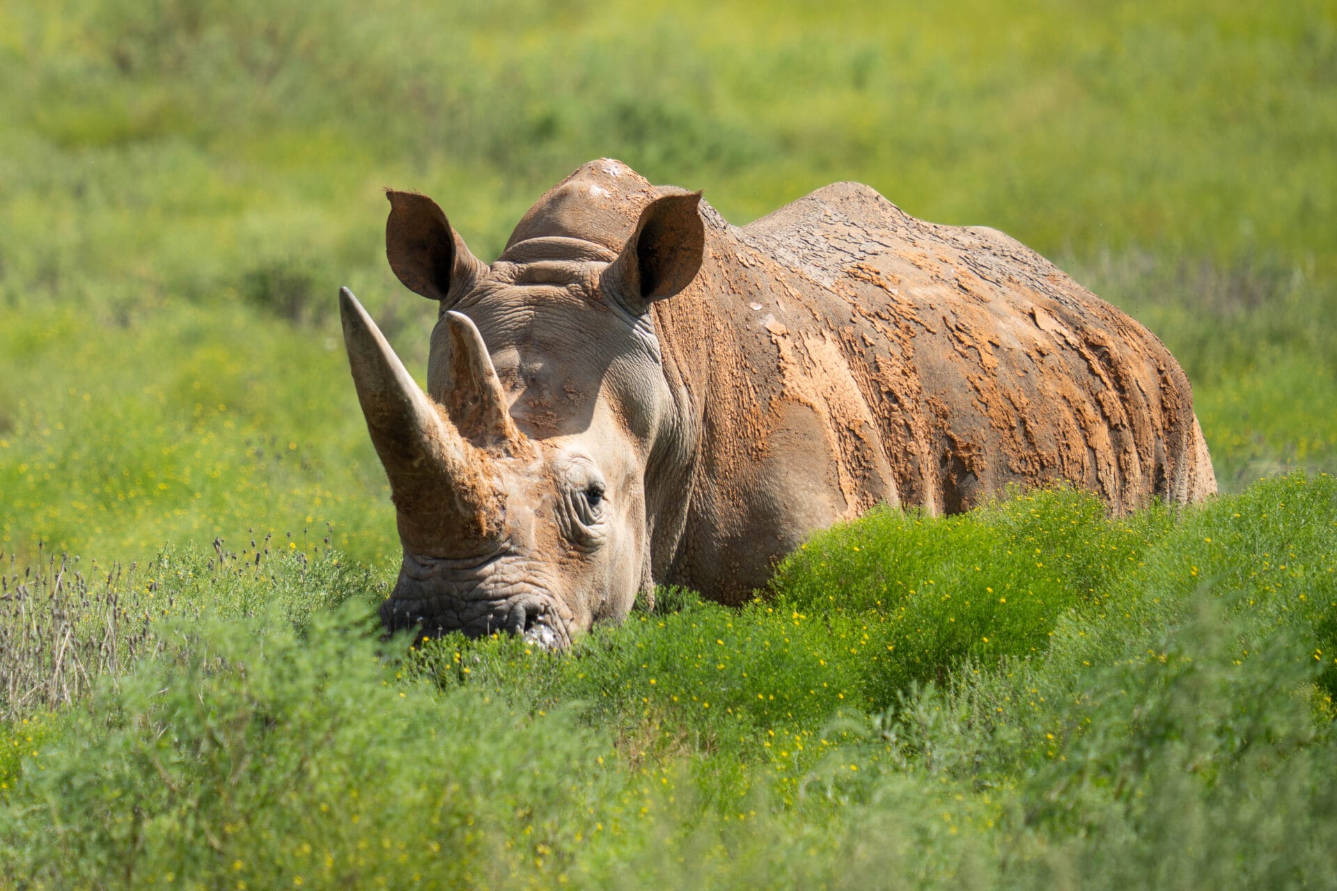 Who's Celebrating a November Birthday? - Fossil Rim Wildlife Center