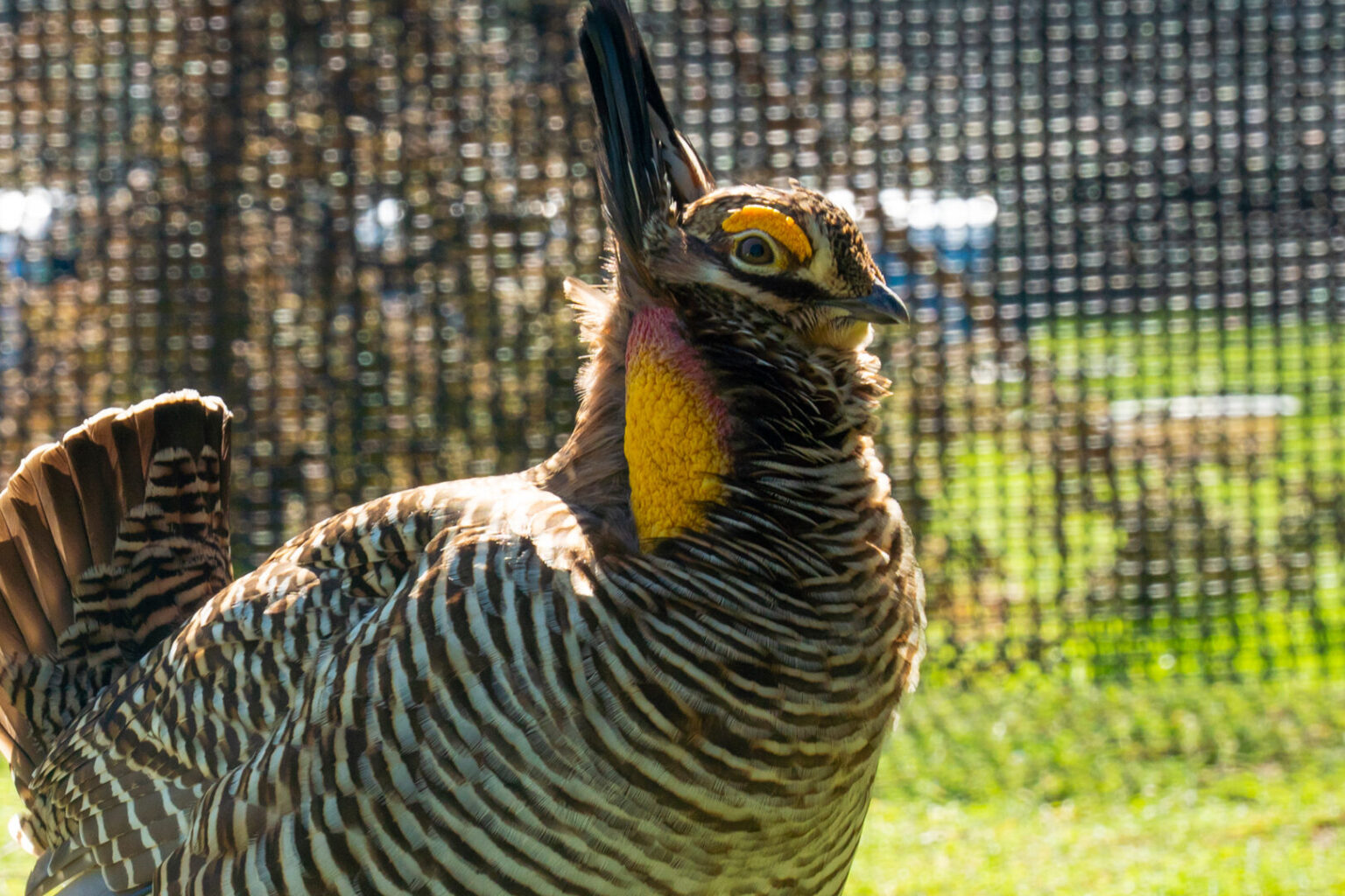 Attwater's Prairie Chickens are SAFE - Fossil Rim Wildlife Center