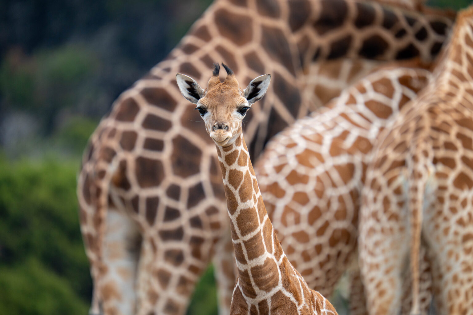 Meet Kyle: You Named Our Giraffe! - Fossil Rim Wildlife Center