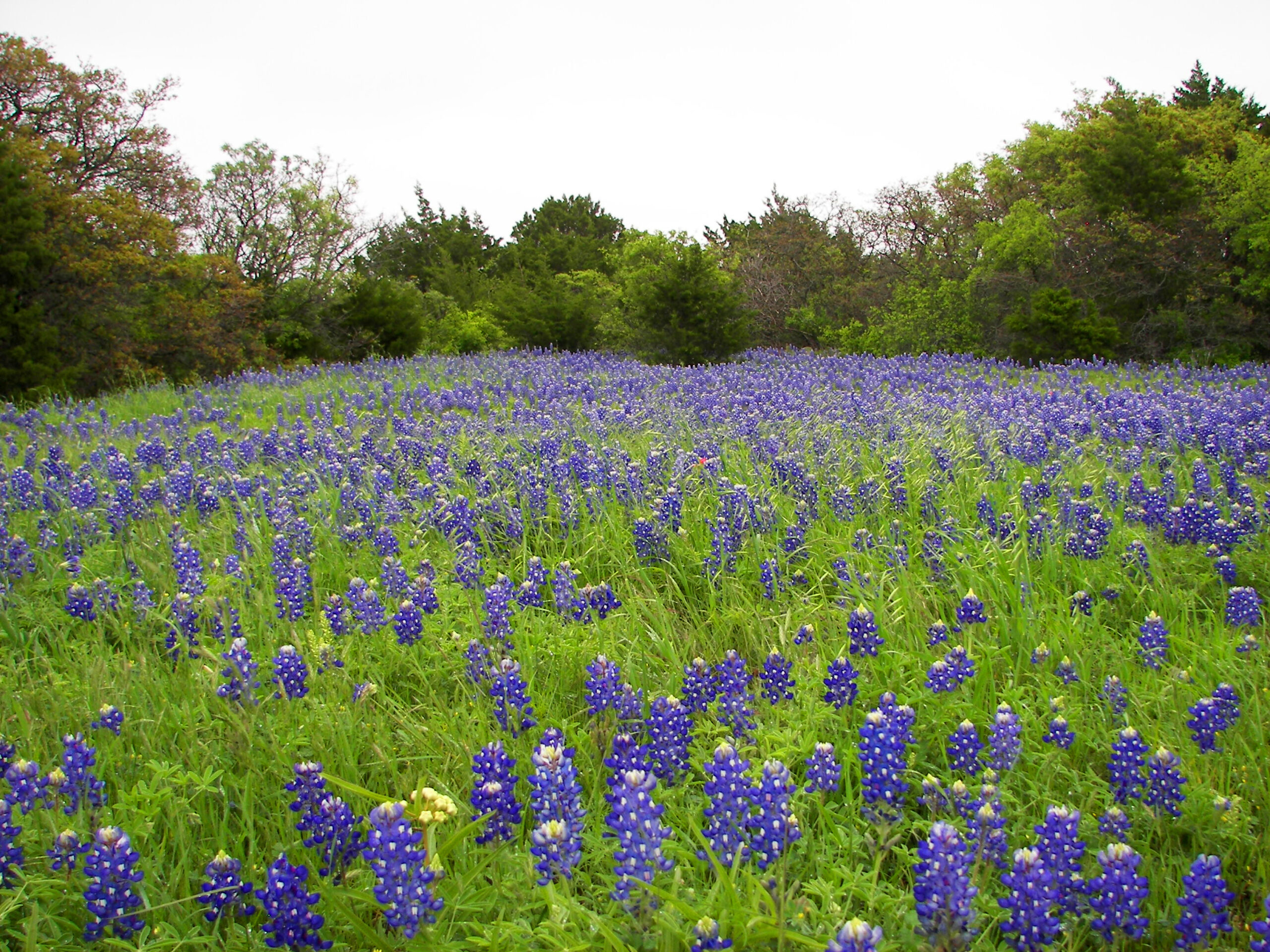 Bluebonnets in field