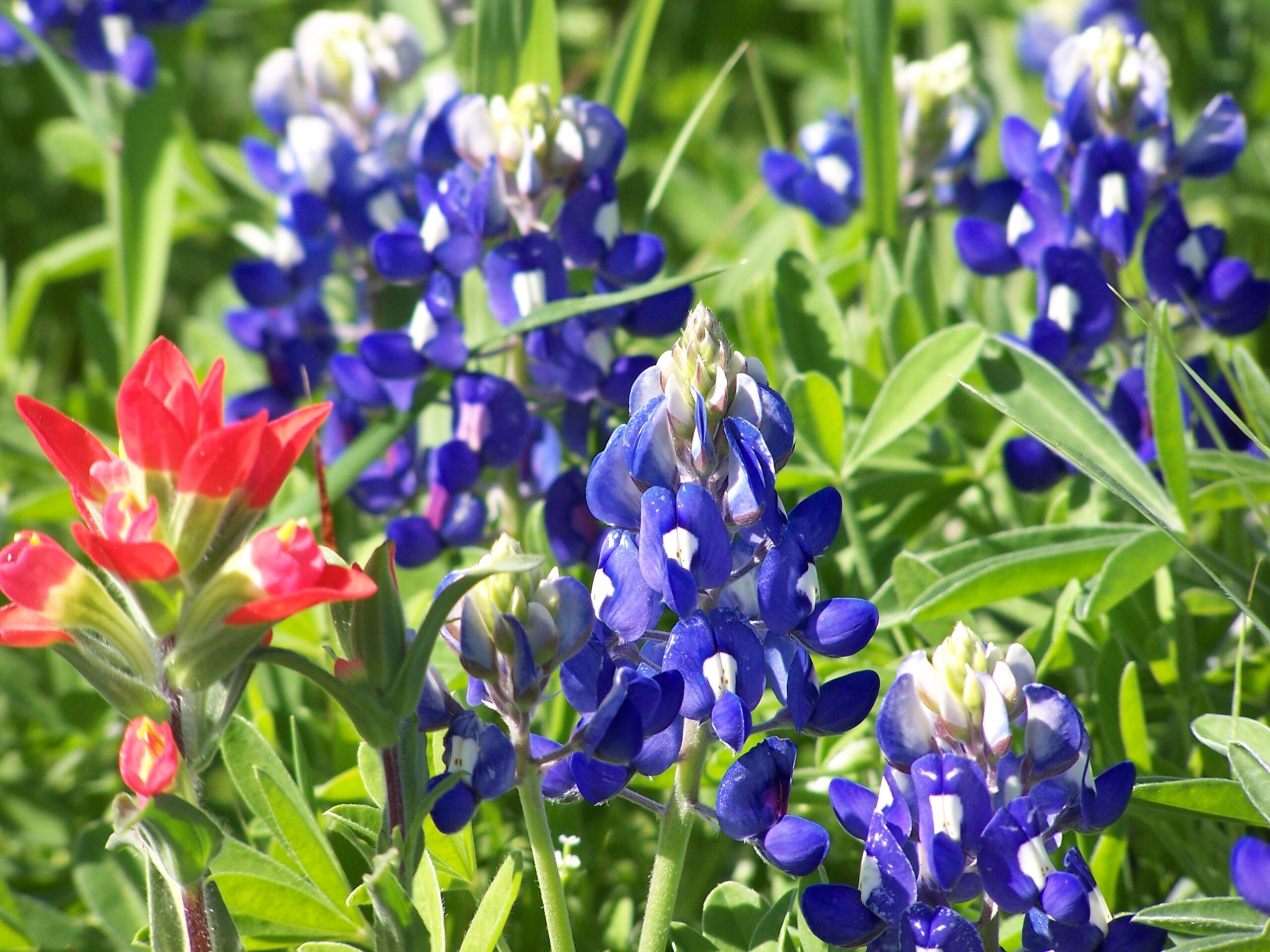 Bluebonnets: Beauty, State Pride, and Conservation - Fossil Rim ...