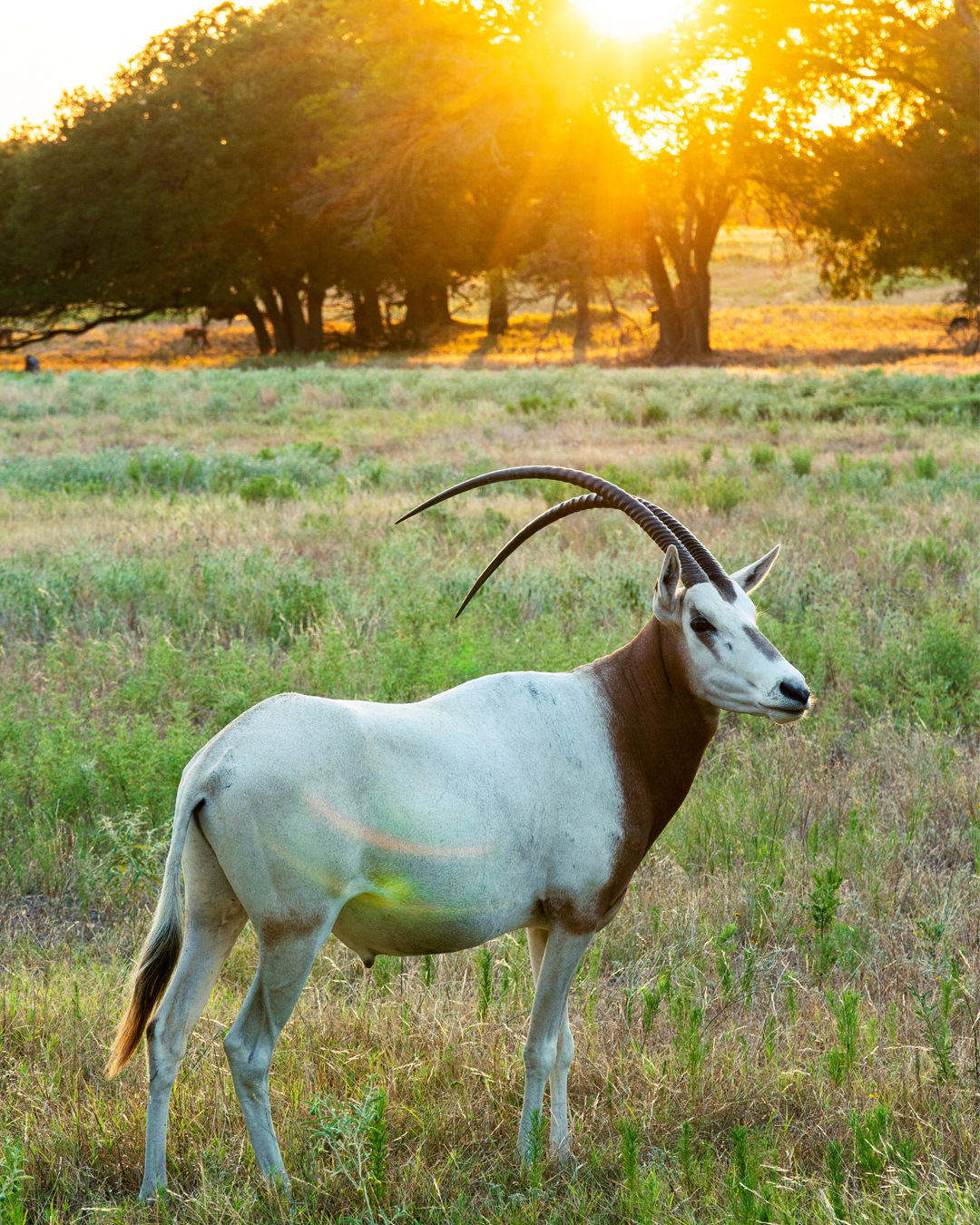 Fossil Rim Wildlife Center's Director of Animal Care Elected to Sahara ...