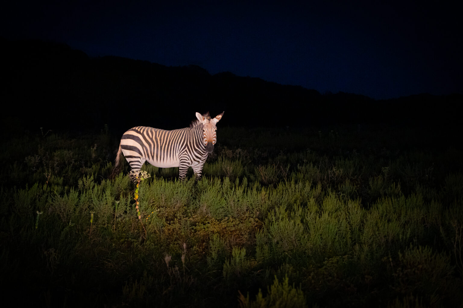 Ready for the Night Shift? Twilight T.W.A.N.G. is Back - Fossil Rim ...
