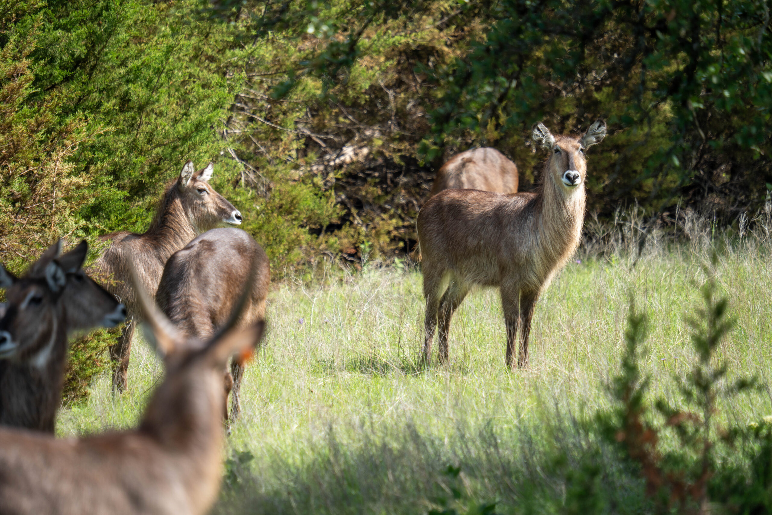 Protecting Wildlife, Giving Smarter: Your Tax-Savvy Summer Guide ...