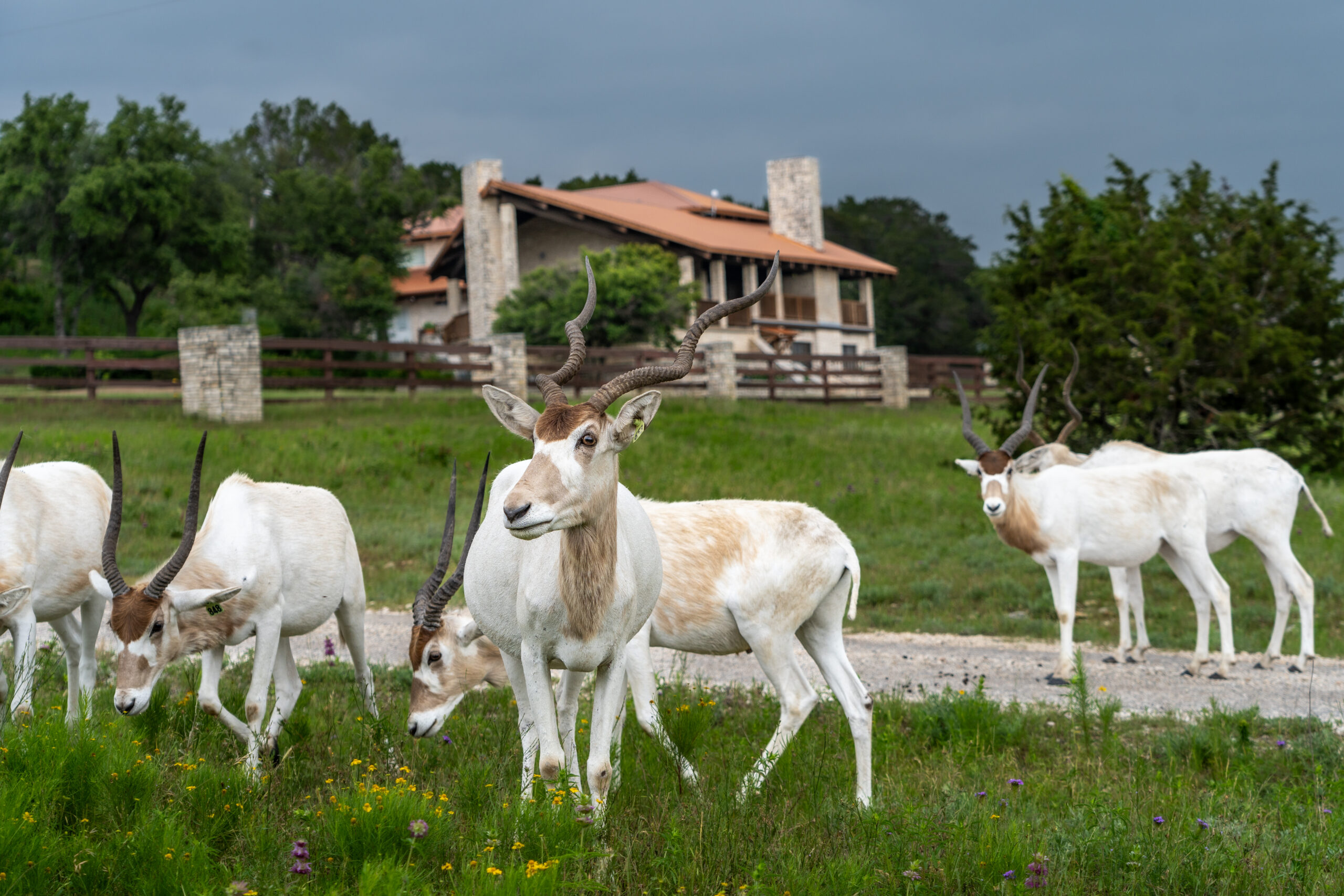 Reserve the Entire Lodge: Private Group Stays & Events Near Dallas ...
