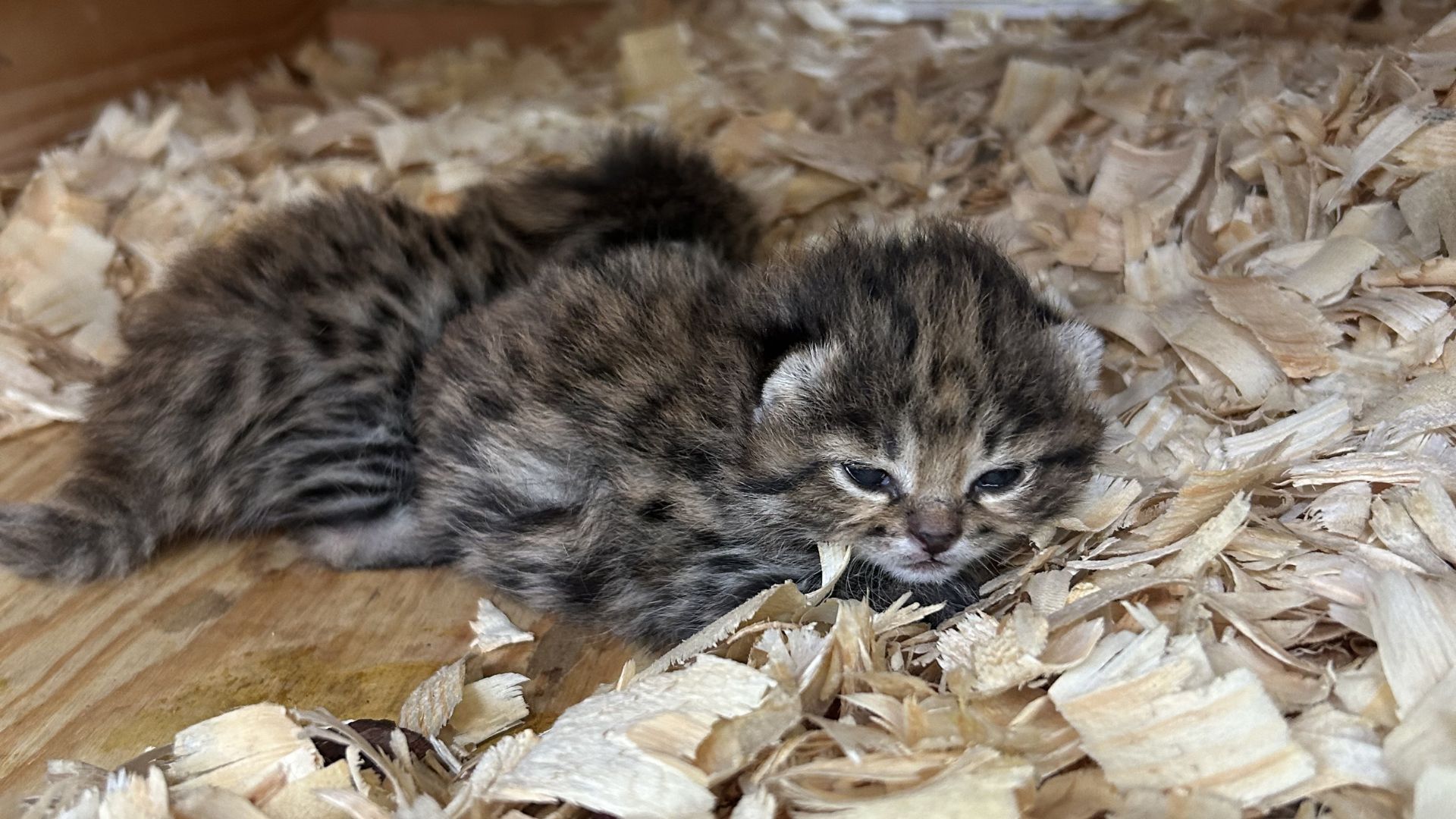 two black-footed kittens at Fossil Rim Wildlife Center