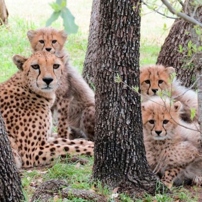 four cheetahs Coalition of four cheetahs at Fossil Rim Wildlife Center