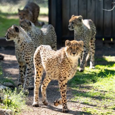 cheetahcoalition A coalition of five cheetahs at Fossil Rim Wildlife Center.