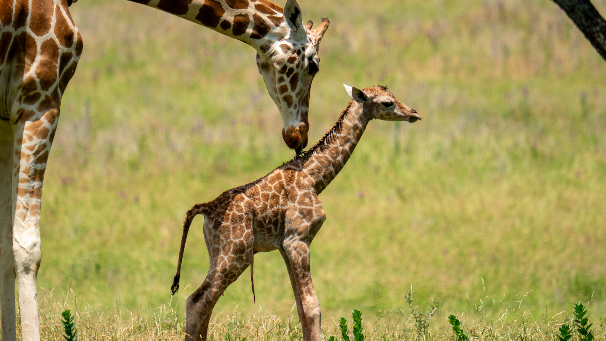 Jan's giraffe calf, born June 2, 2026