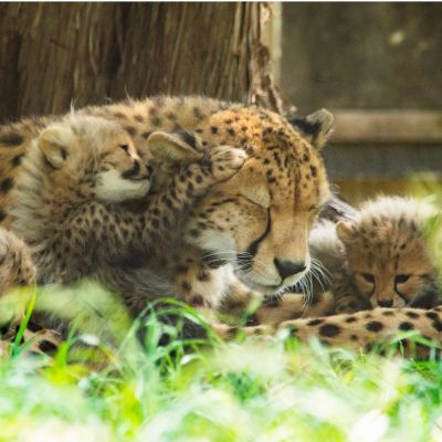 cheetah and cubs Cheetah with her cubs.
