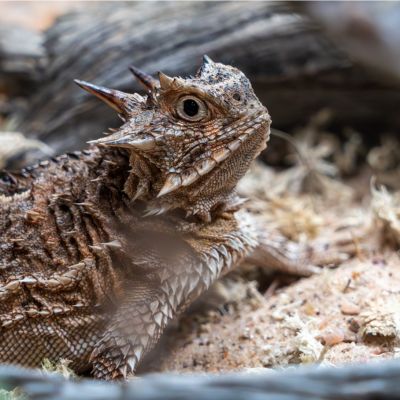 adultTHL Texas horned lizard adult