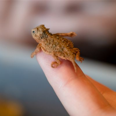 THLhatchling small juvenile Texas horned lizard