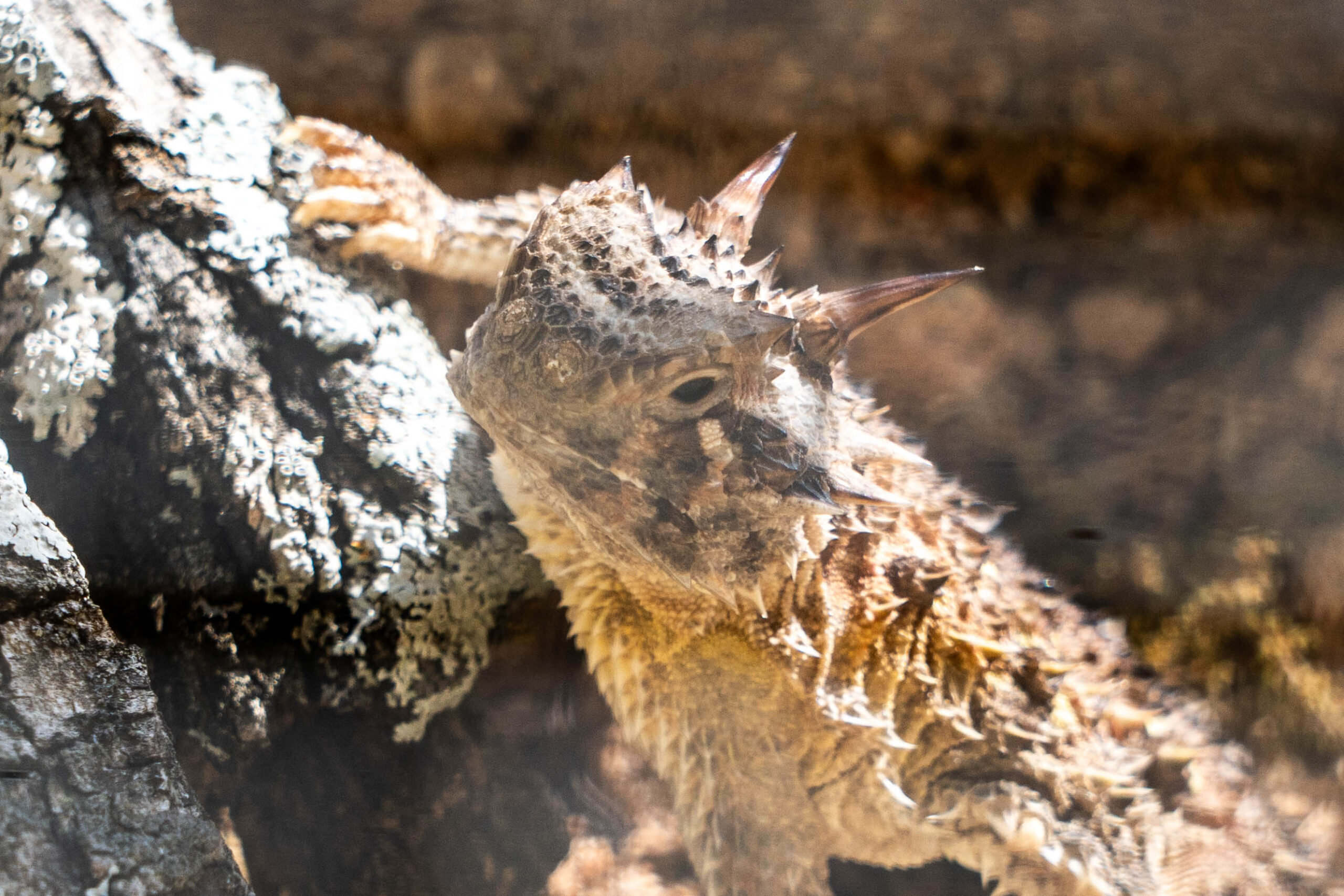 Texas horned lizard_march 2026