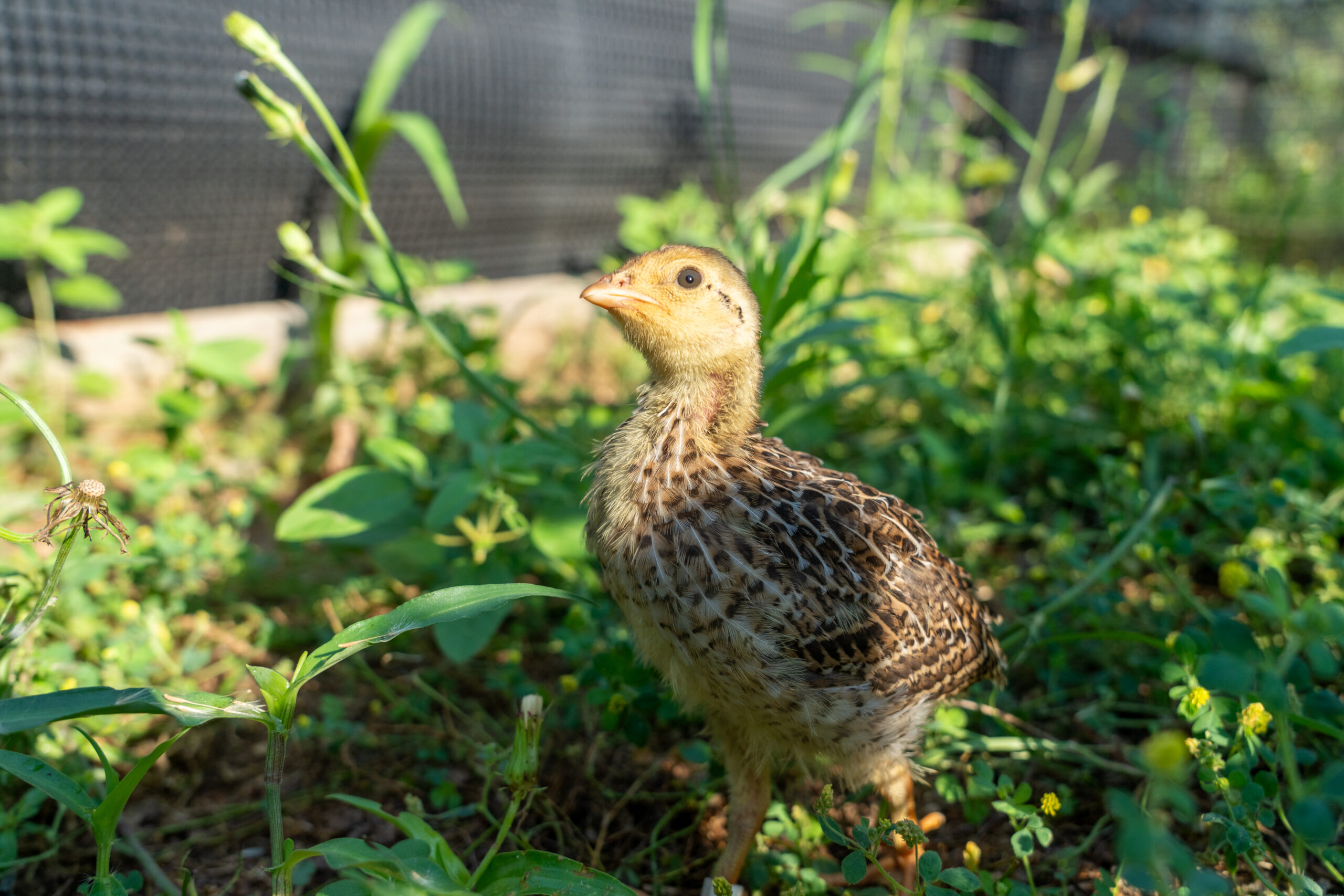 Attwater's Prairie Chicken female
