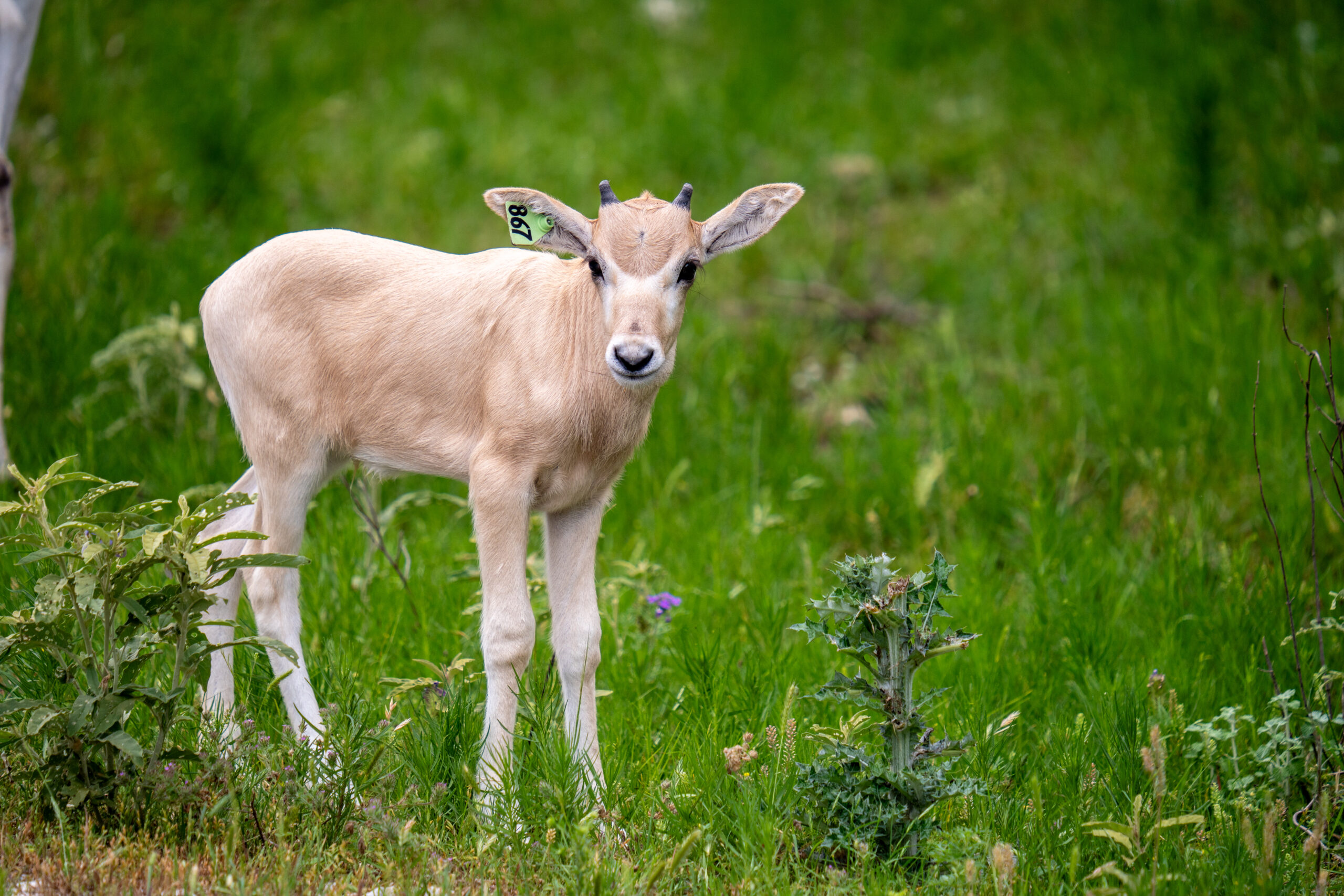 Young addax calf