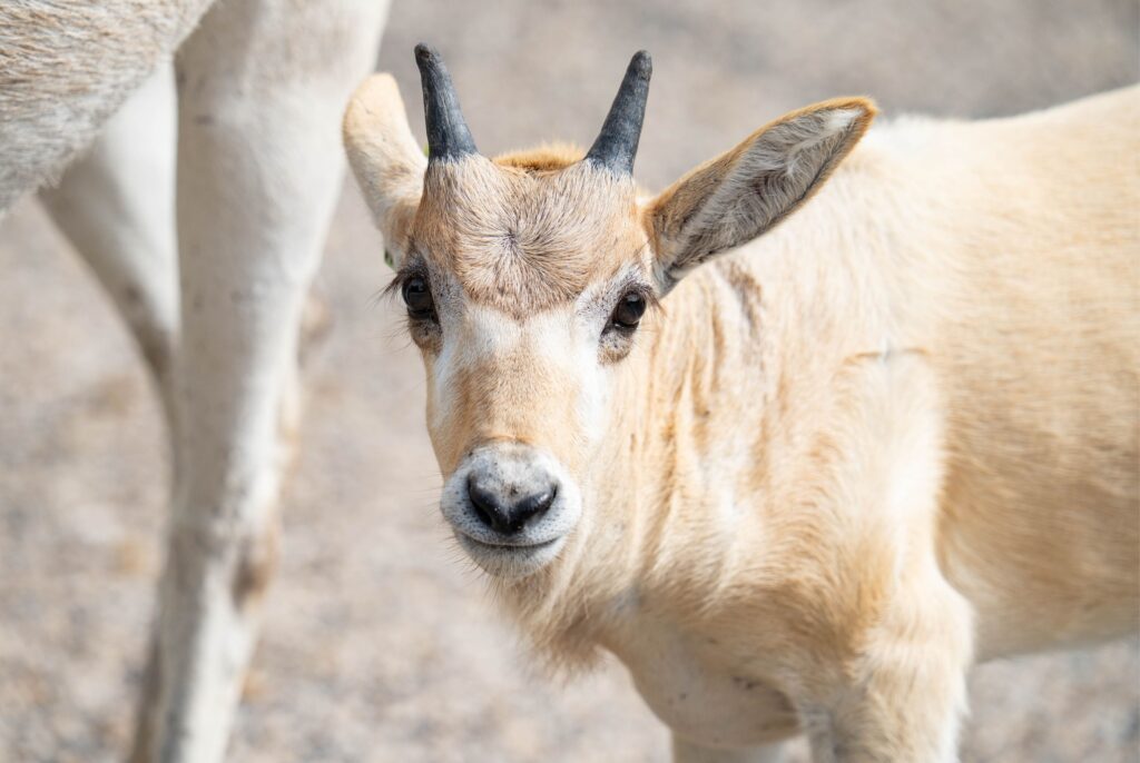 addax calf