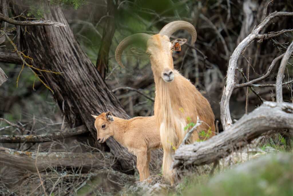 aoudad dam and calf
