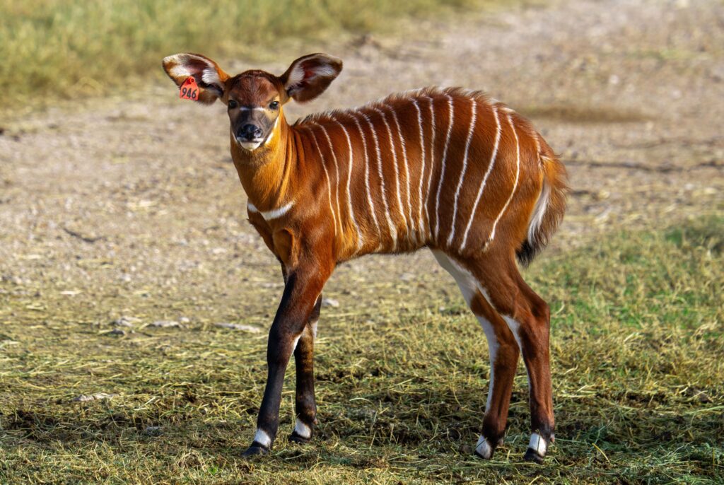 eastern mountain bongo calf