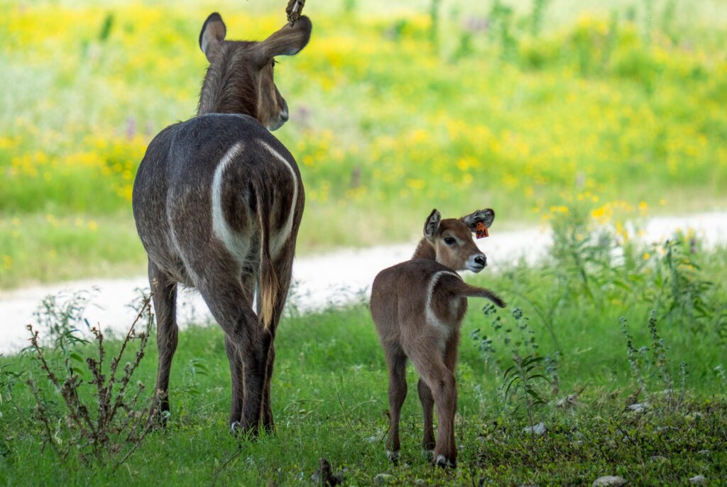 waterbuck dam and calf