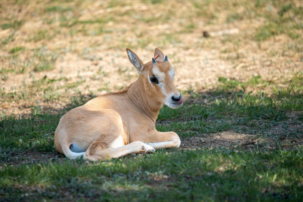 young scimitar-horned oryx
