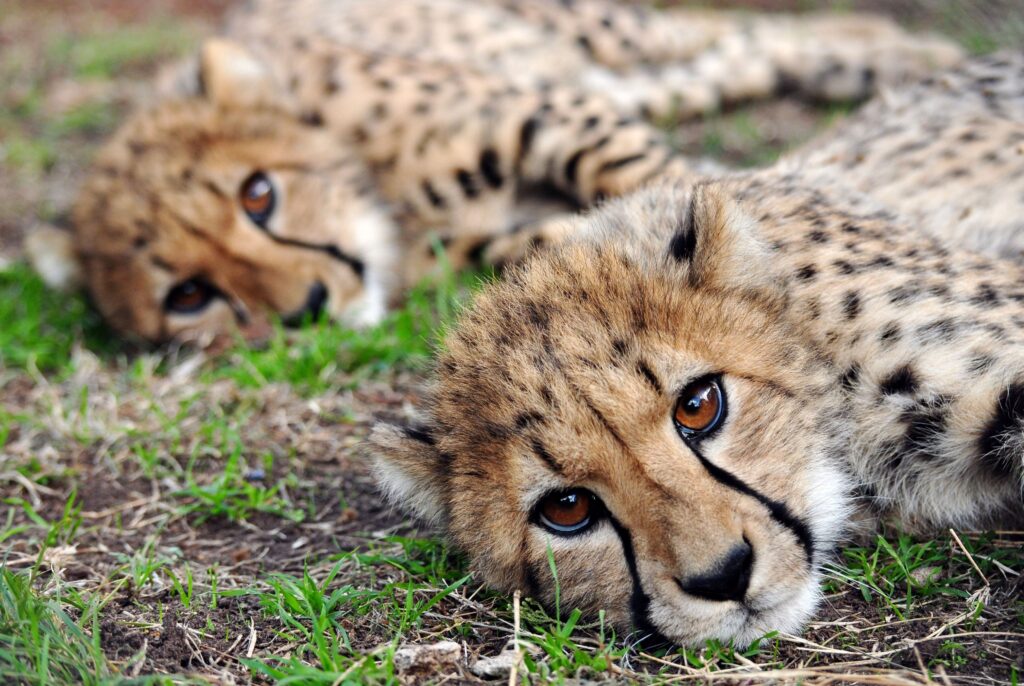 cheetah siblings
