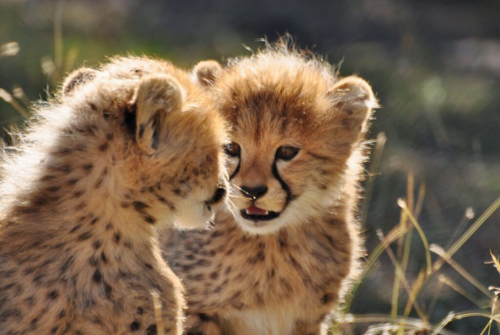 young cheetah siblings